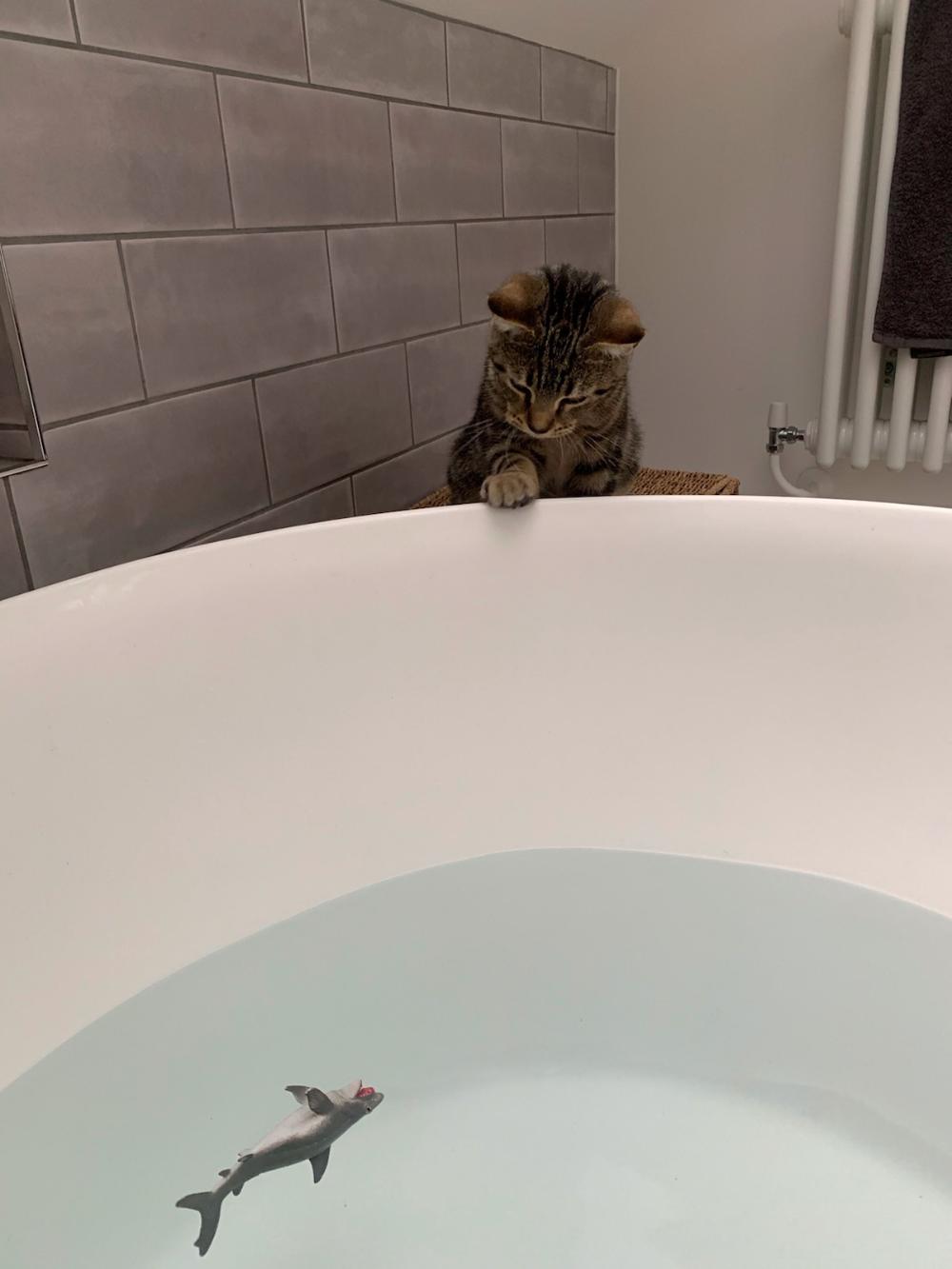 Img 28851 1 | Total Bathrooms, Bath